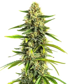 Afghan Hawaiian x Laos x Jamaican