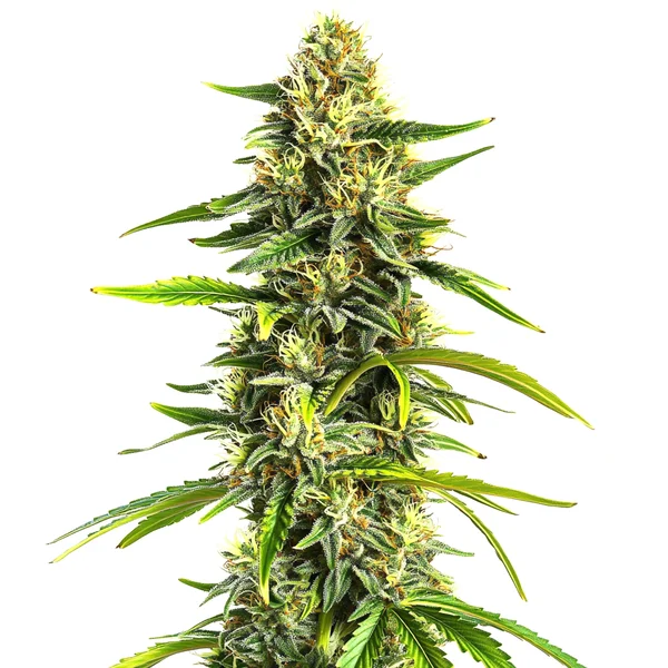 Afghan Hawaiian x Laos x Jamaican