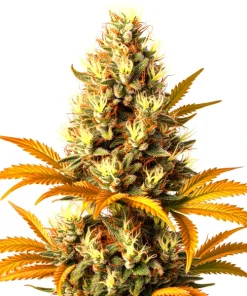 Alien Technology Regulär