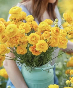 Ranukel „Amandine Yellow Picoteé“