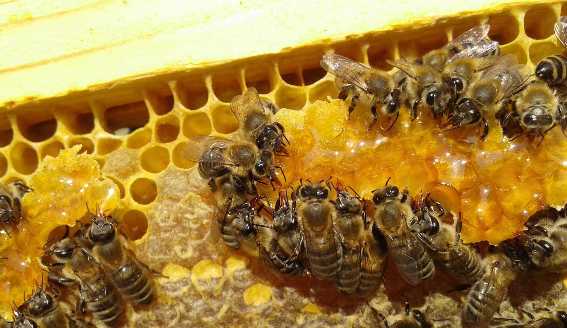 <strong>Griechischer Honig</strong> vom Erdbeerbaum – Bild 3