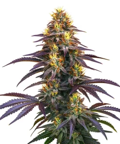 Black Domina