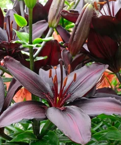 Lilium „Blackstone“