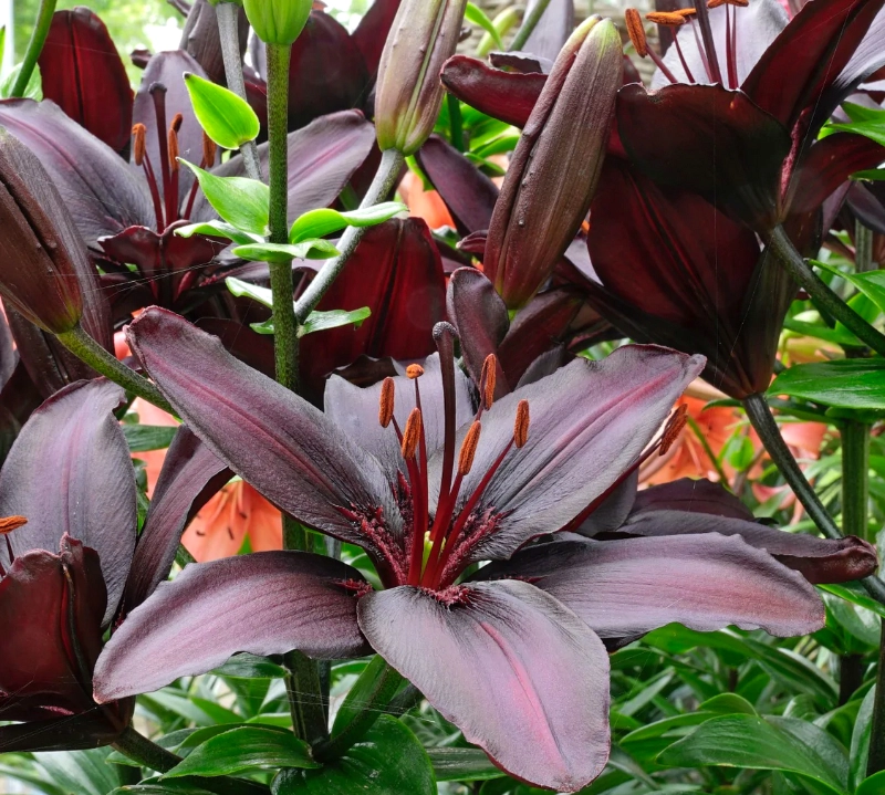 Lilium „Blackstone“