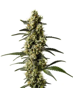 CBD Jack Herer (1:1)