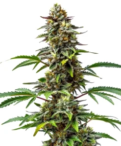 CBD Tutti Frutti (1:15)