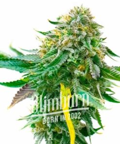 CBD White Widow (1:1)