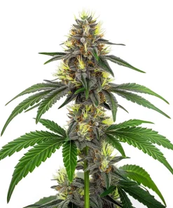 CBD White Widow (1:10)