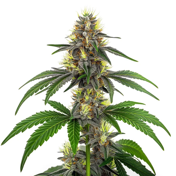 CBD White Widow (1:10)