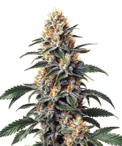 California Orange x Skunk