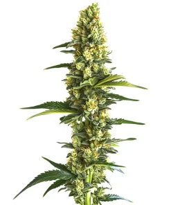 Candy Kush Schnellversion