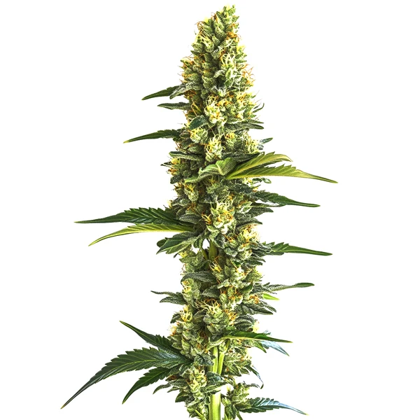 Candy Kush Schnellversion