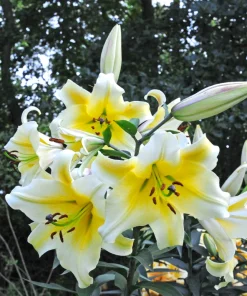 Lilium „Conca d’Or