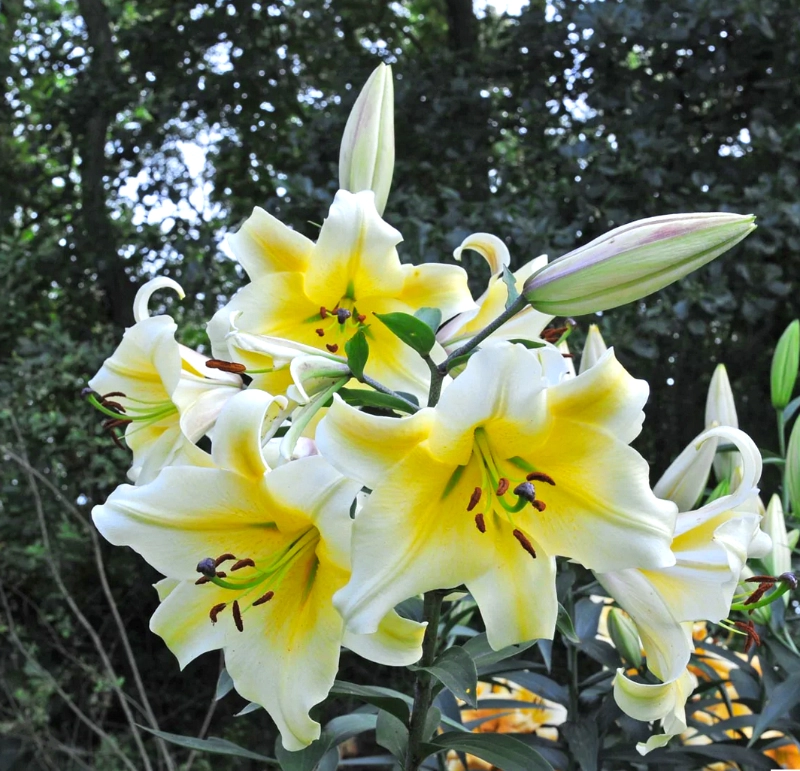 Lilium „Conca d’Or