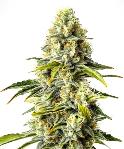 Critical Cheese Auto