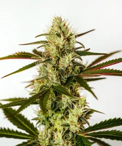 Do Si Dos Autoflower F1