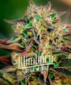 Gorilla Glue #4 x Pellezino Regulär