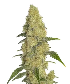 Gorilla Glue #4 Schnellversion