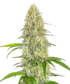 Gorilla Glue #4 Schnellversion CBD