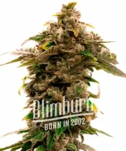 Grape Killer Haze Auto