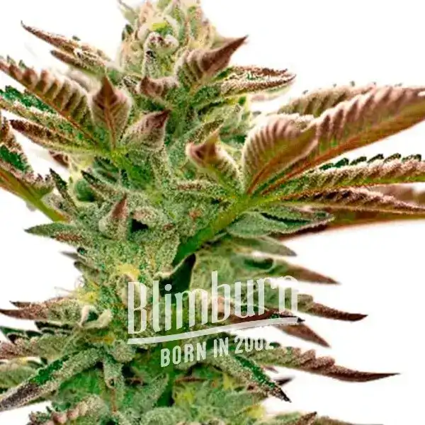 Grape Fruit Schnellversion