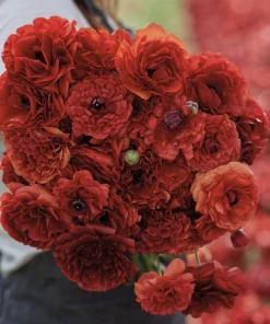 Ranukel „Pauline Chocolat“