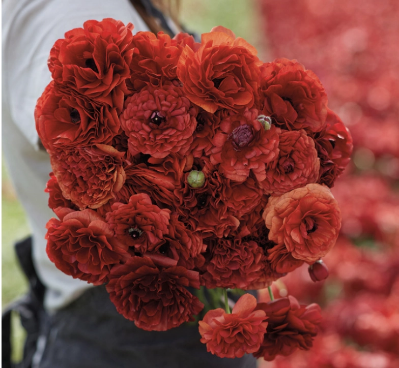 Ranukel „Pauline Chocolat“