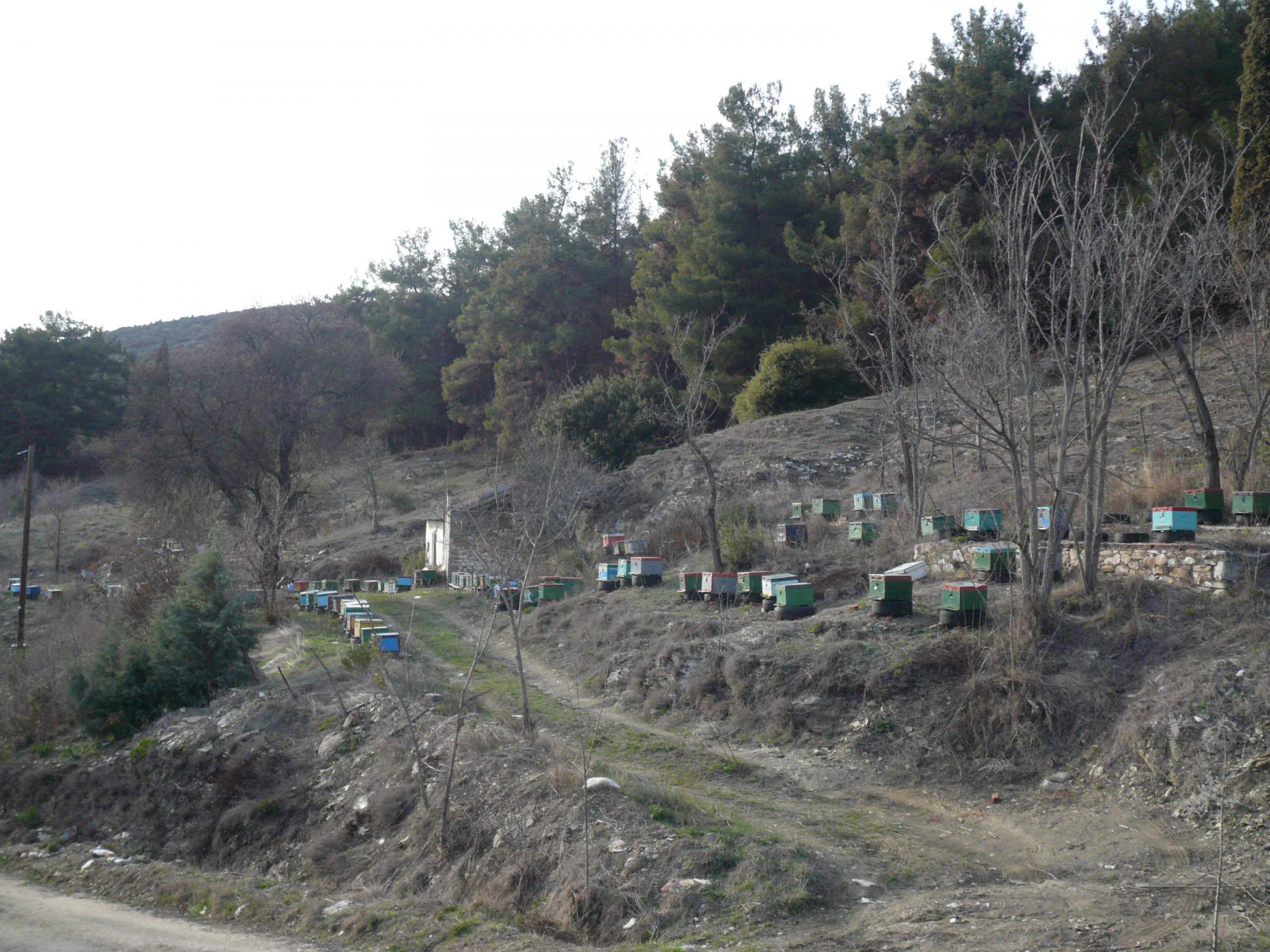 <strong>Griechischer Pinienhonig</strong> aus Thassos 2 kg – Bild 3