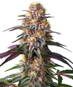 Pink Rozay x Strawberry Banana Auto