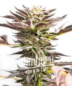 Somango Schnellversion