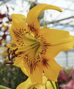 Lilium „Yellow Bruse“