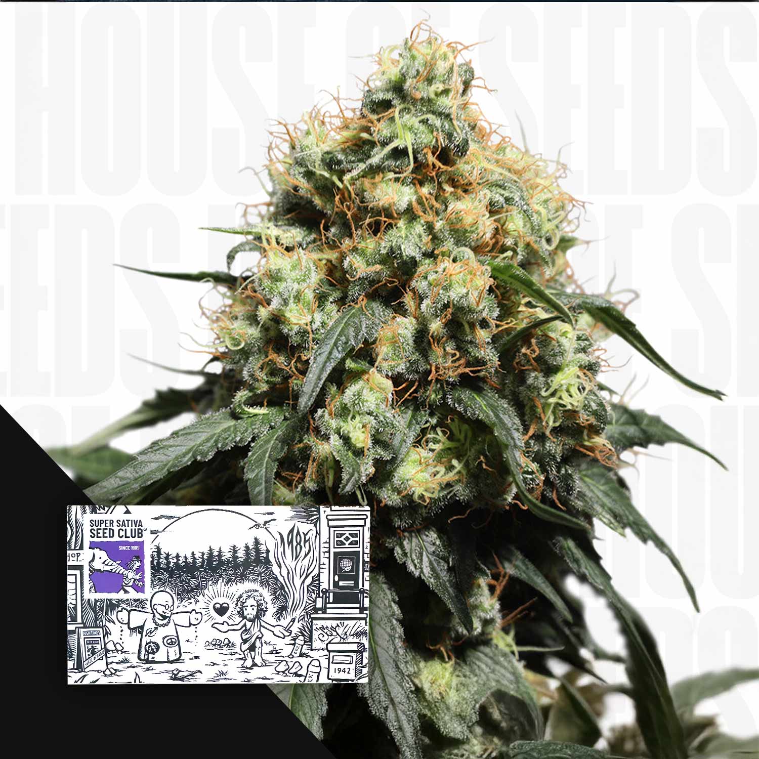 Bruce Lemon Diesel – House of Seeds