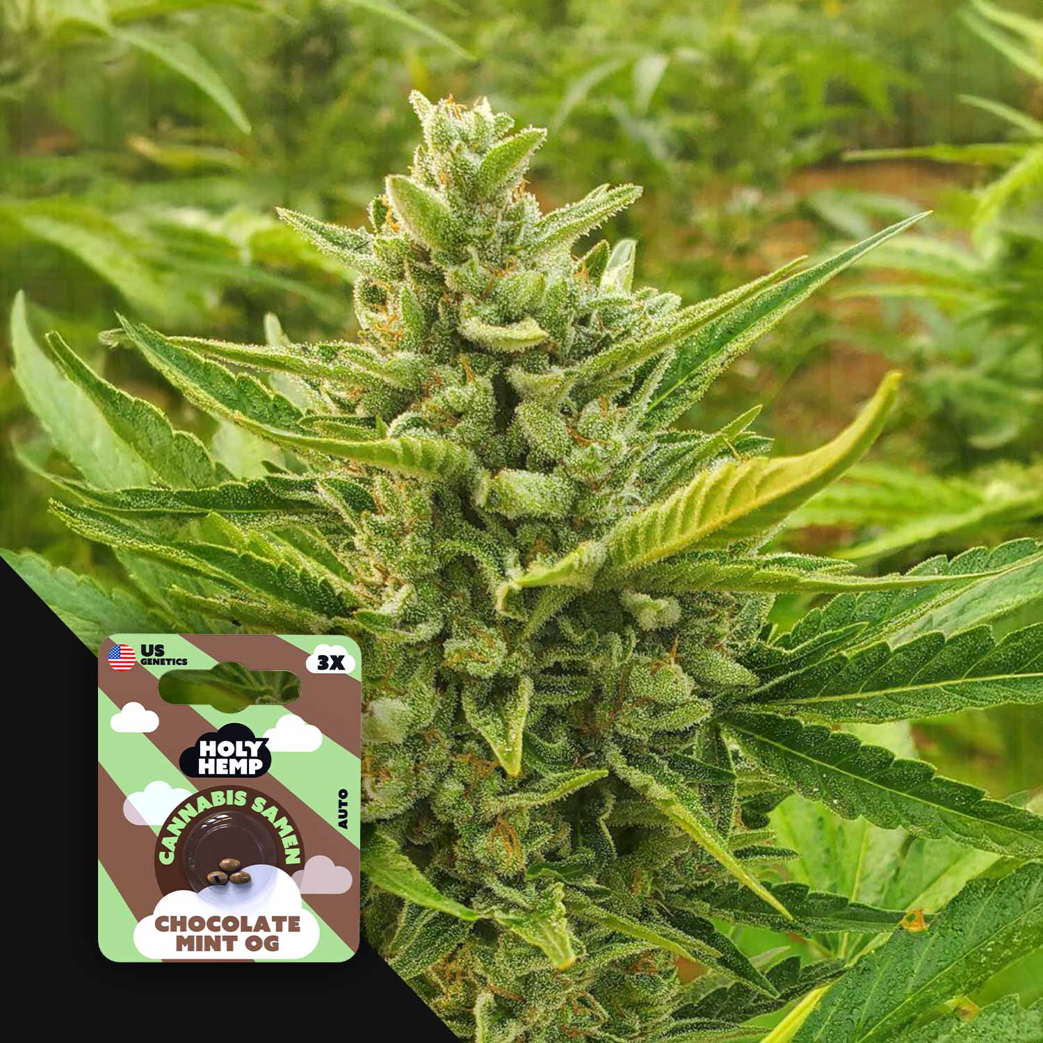 Chocolate Mint OG – House of Seeds