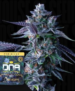 Chocolope – House of Seeds