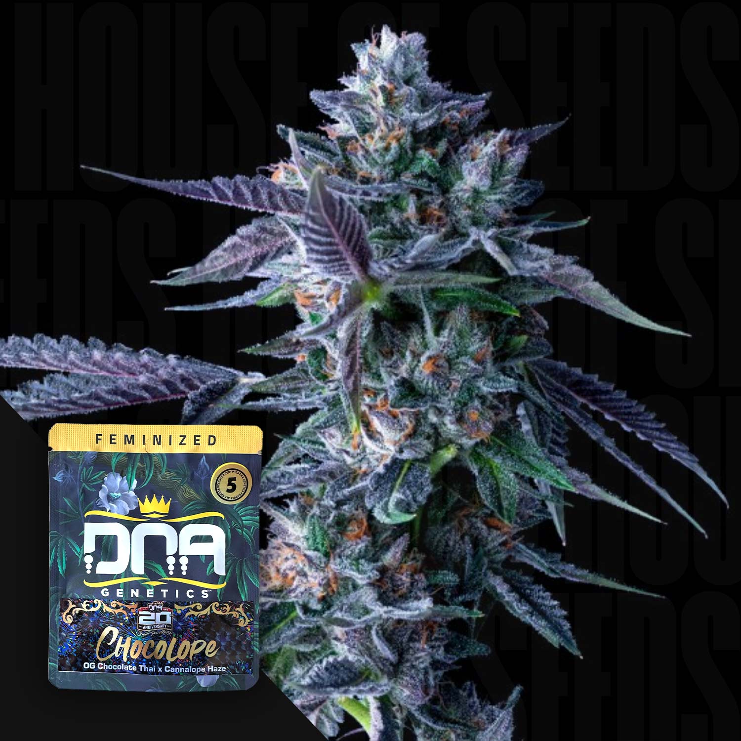 Chocolope – House of Seeds