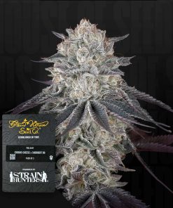 Fullgas! – House of Seeds