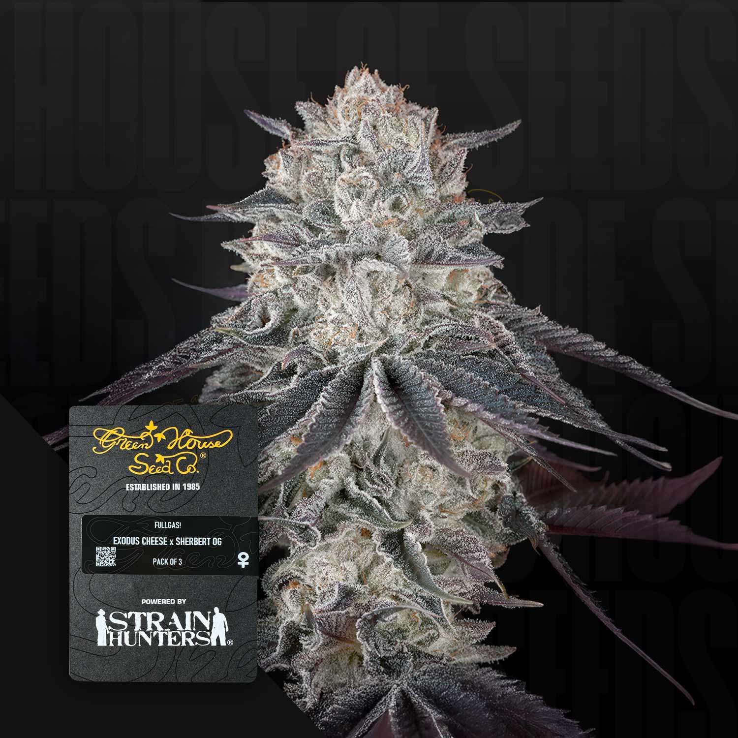 Fullgas! – House of Seeds