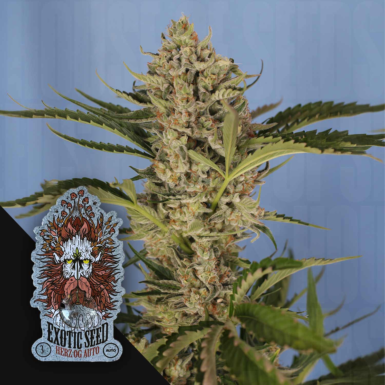 Herz OG Auto – House of Seeds