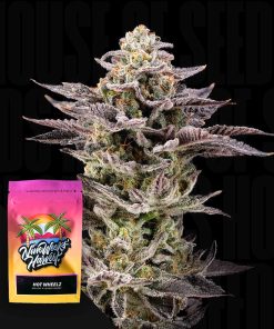 Hot Wheelz – House of Seeds