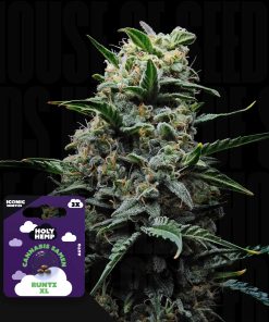 Runtz XL – House of Seeds