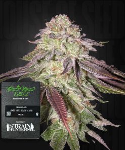 Sugarlato Auto – House of Seeds