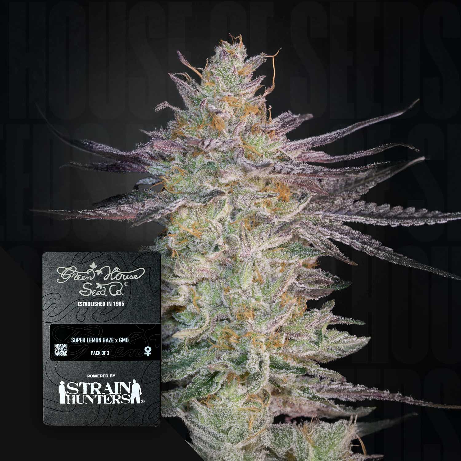 Super Lemon Haze x GMO – House of Seeds