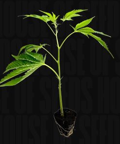 Tropical Gelato – House of Seeds