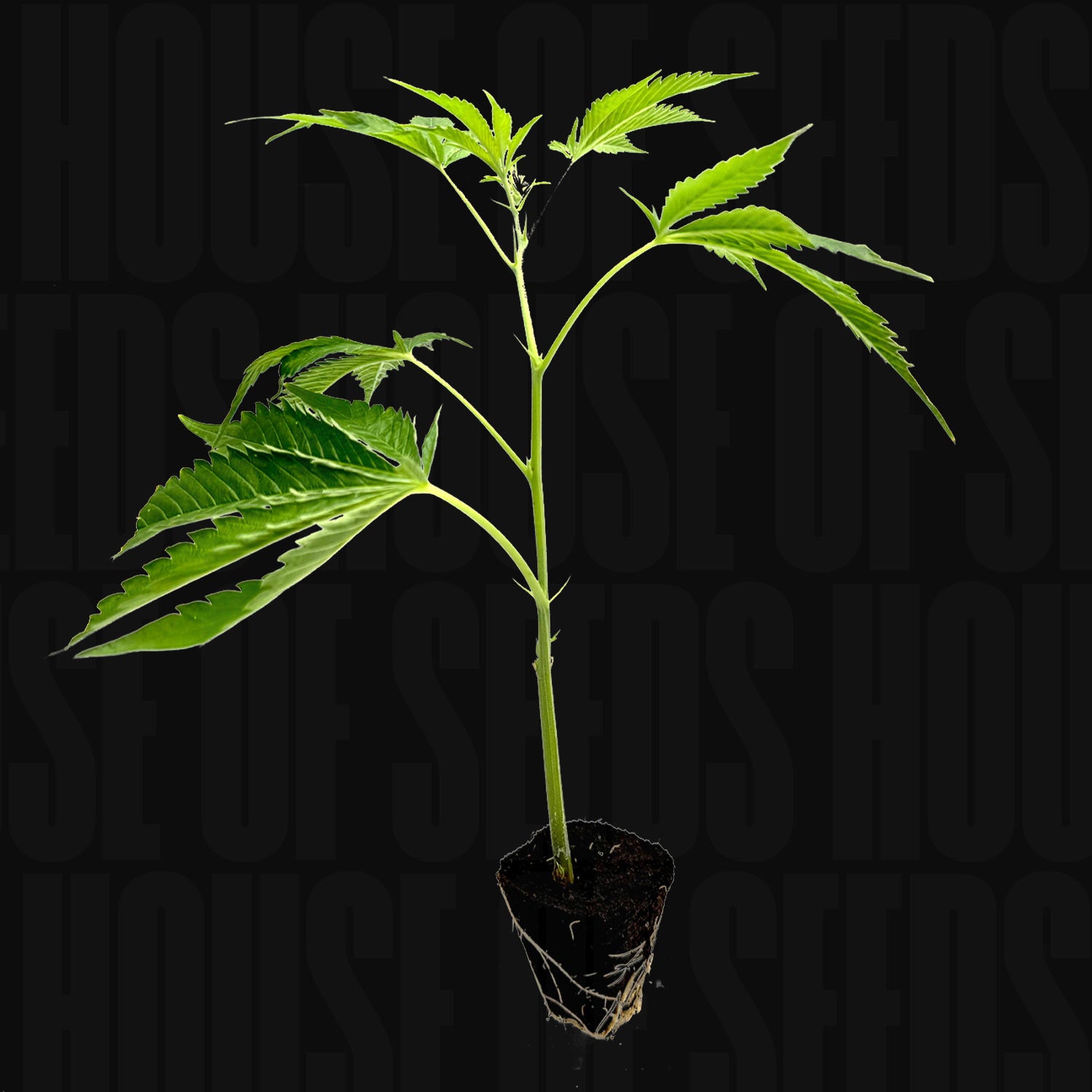 Tropical Gelato – House of Seeds